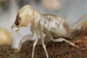 خطر النمل الأبيض