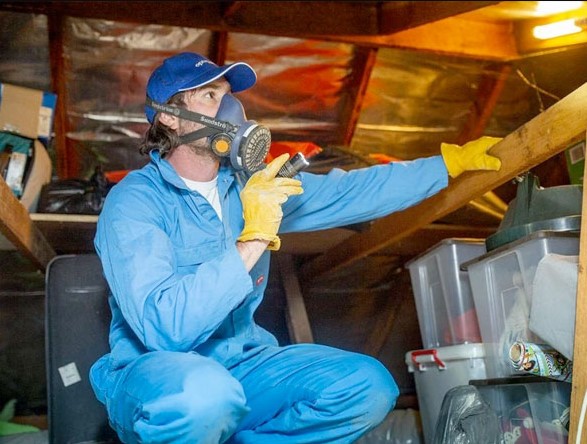 طرق مكافحة النمل الأبيض