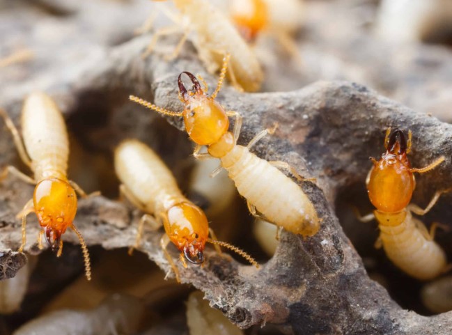 طرق مكافحة النمل الأبيض