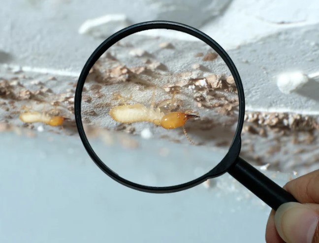 طرق مكافحة النمل الأبيض