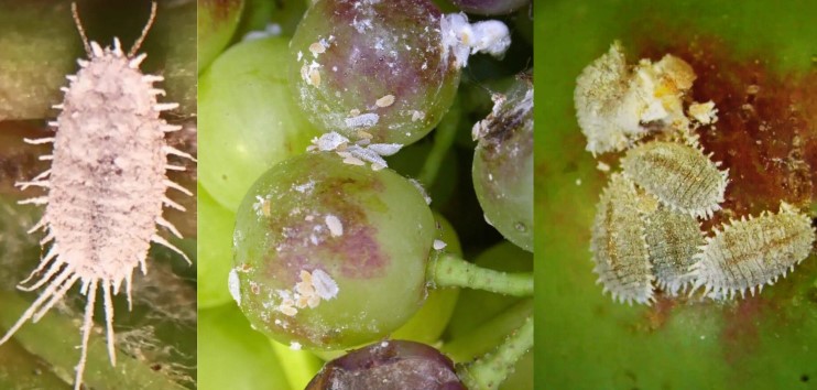 كيفية مكافحة البق الدقيقي