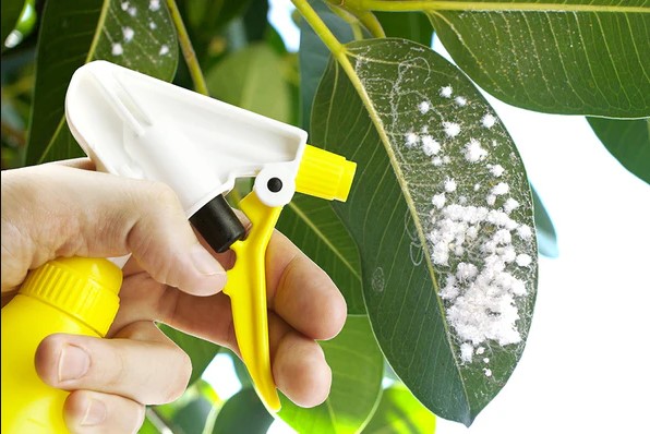 كيفية مكافحة البق الدقيقي