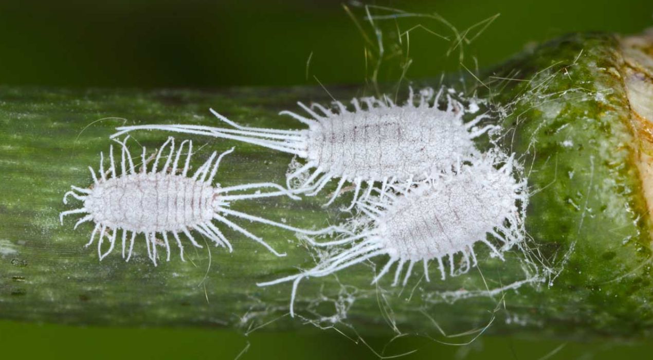 كيفية مكافحة البق الدقيقي