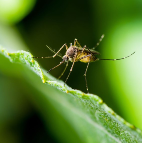 وسائل مكافحة البعوضة