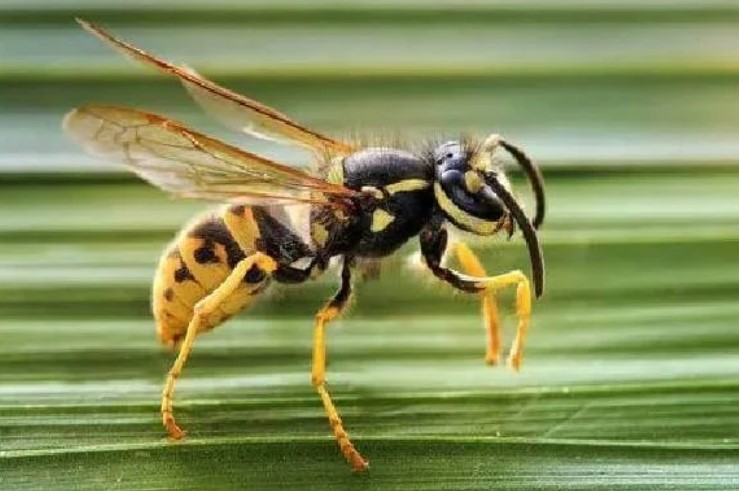 انواع الحشرات