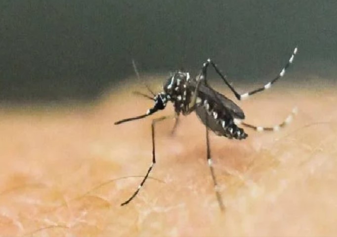 انواع الحشرات