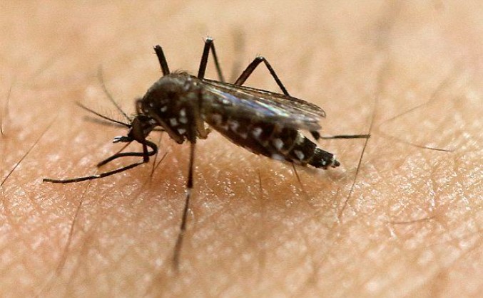 انواع الحشرات