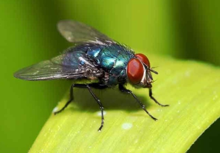 انواع الحشرات