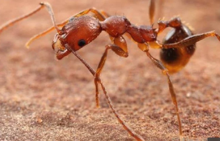 انواع الحشرات