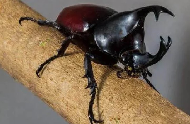 انواع الحشرات