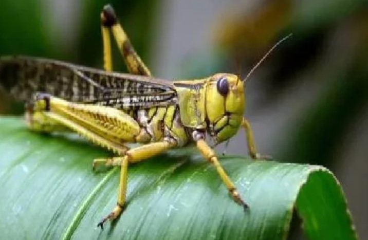 انواع الحشرات