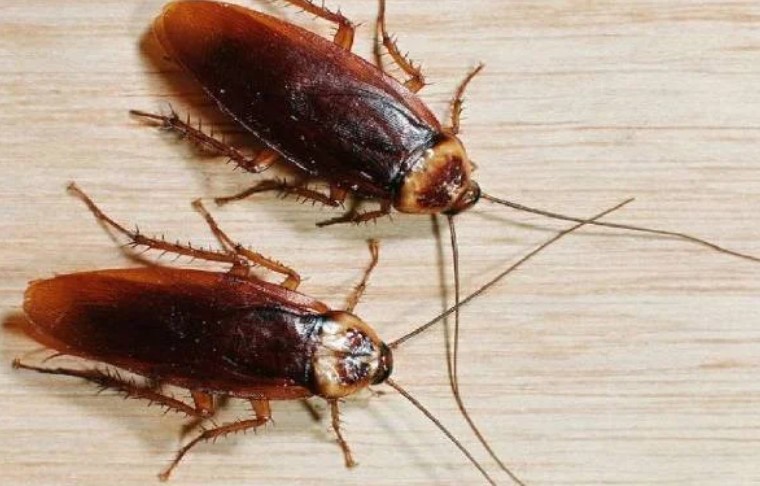 انواع الحشرات