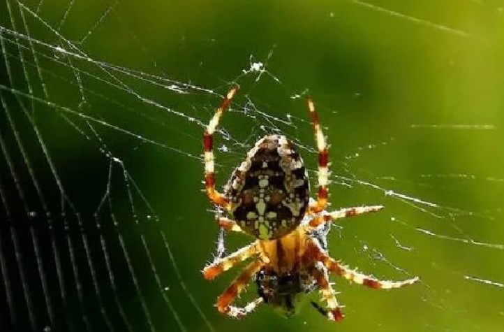 انواع الحشرات