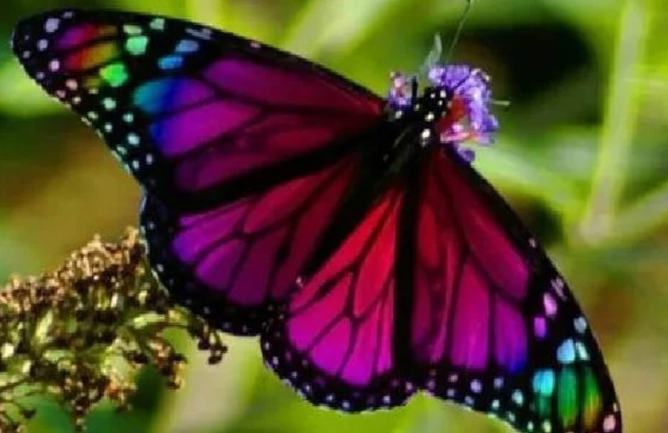 انواع الحشرات