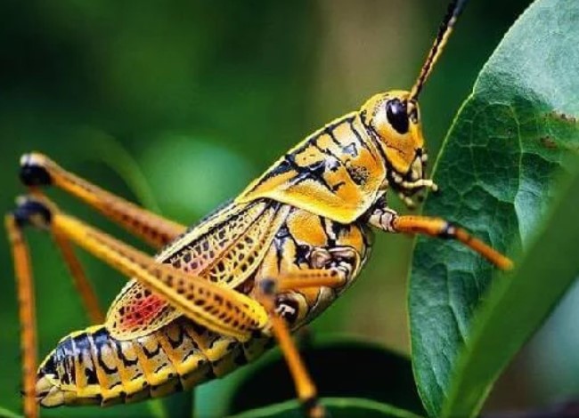 انواع الحشرات