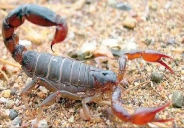 انواع الحشرات