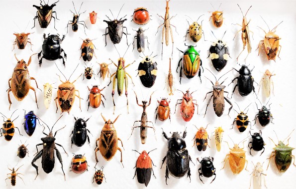 طرق رش حشرات