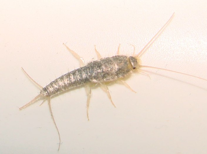 حشرة السمكة الفضية