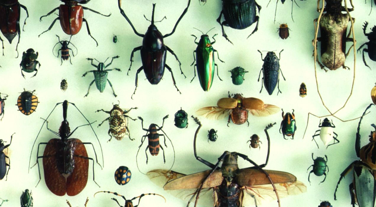 انواع الحشرات