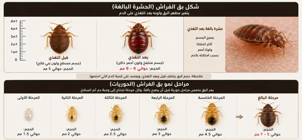 شكل بق الفراش