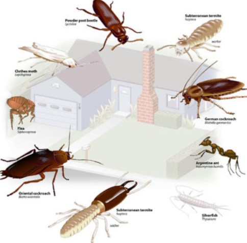  أسباب انتشار الحشرات في المنزل