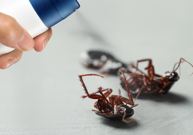  أسباب انتشار الحشرات في المنزل