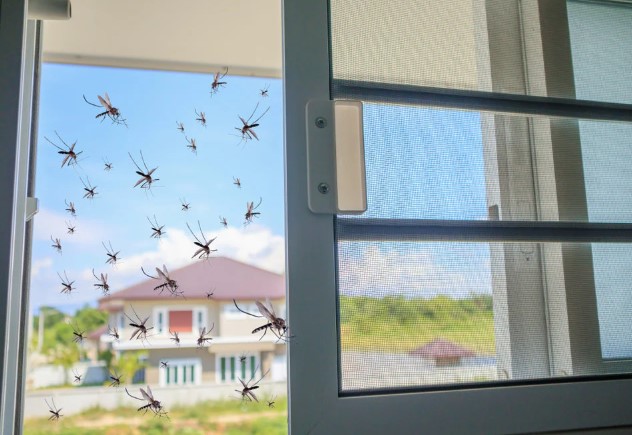 كيفية منع دخول البعوض للبيت