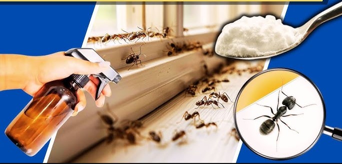 التخلص من النمل الأسود