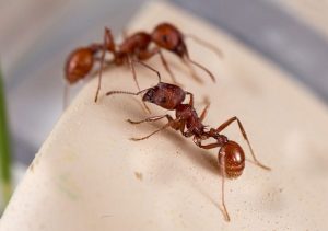 طرق مكافحة النمل الأحمر