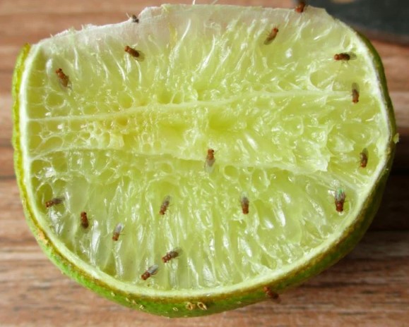 التخلص من الحشرات الطائرة