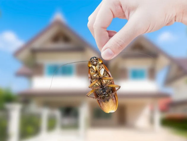 مكافحة الحشرات بدون رائحة