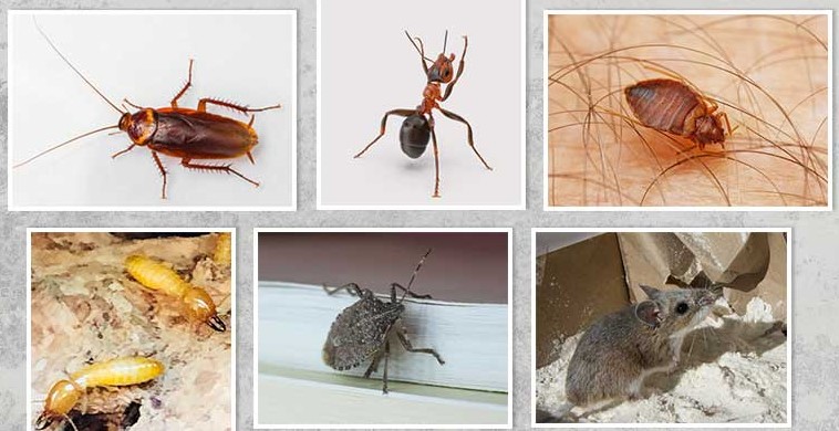 الحشرات المنزلية وأسباب ظهورها