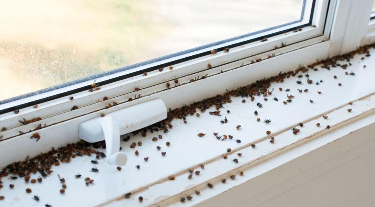 أسباب انتشار الحشرات في المنزل