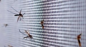 كيفية منع دخول البعوض للبيت