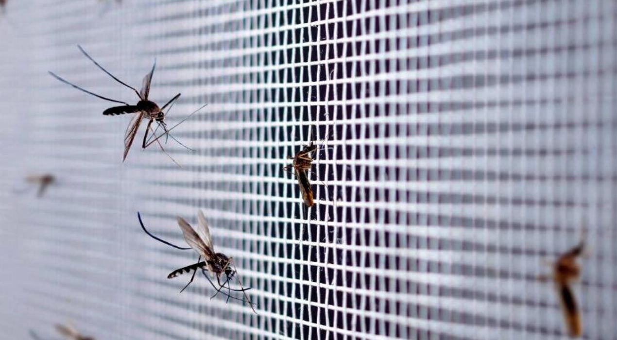 كيفية منع دخول البعوض للبيت
