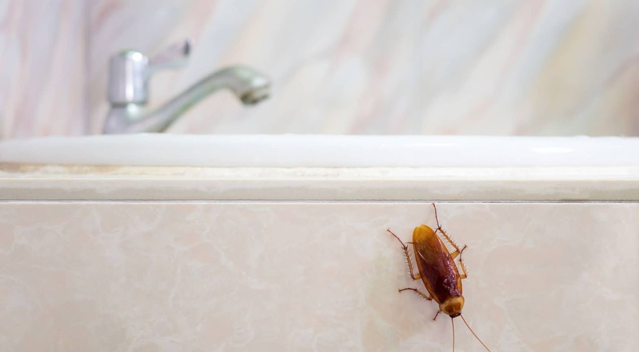 تنظيف دورات المياه من الحشرات