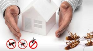 طرق التخلص من الحشرات