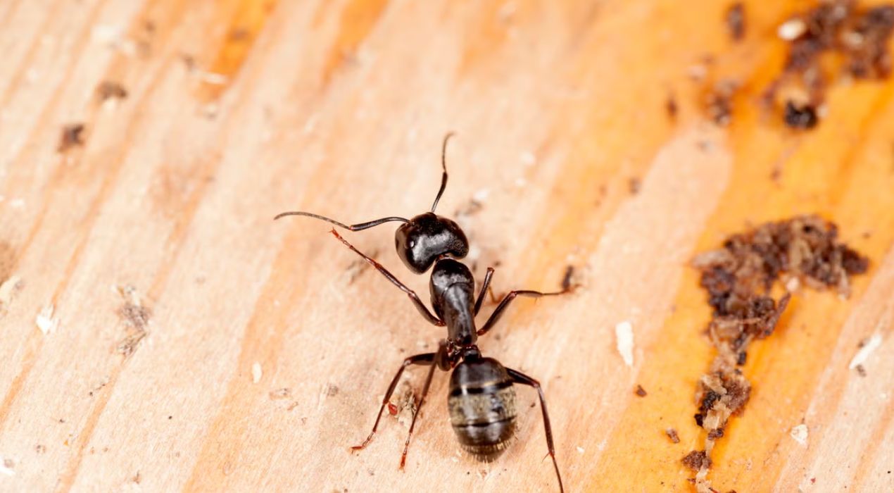 التخلص من النمل الأسود