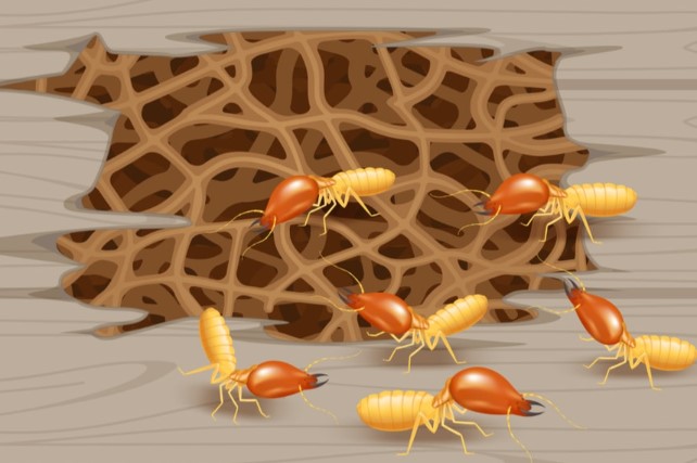  مدى خطورة النمل الأبيض على المنازل