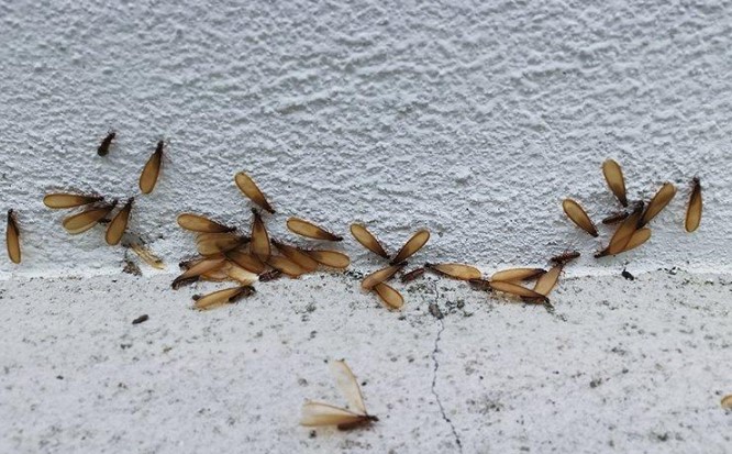 علامات الإصابة بالنمل الأبيض