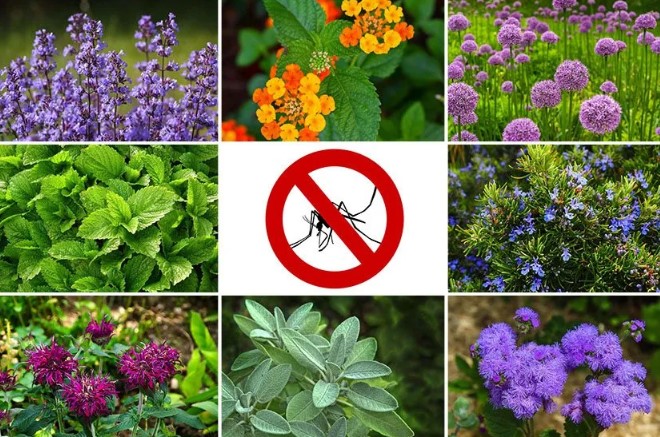 مكافحة الحشرات في فصل الصيف