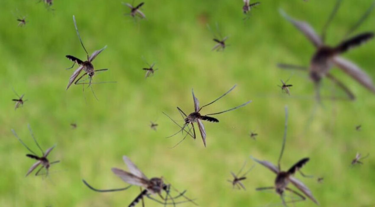 مكافحة الحشرات في فصل الصيف