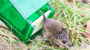 كيفية التخلص من الفئران بدون سم