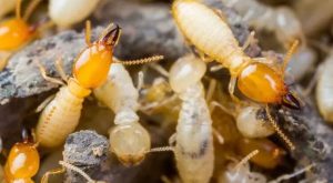 مدى خطورة النمل الأبيض على المنازل