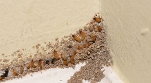 علامات الإصابة بالنمل الأبيض